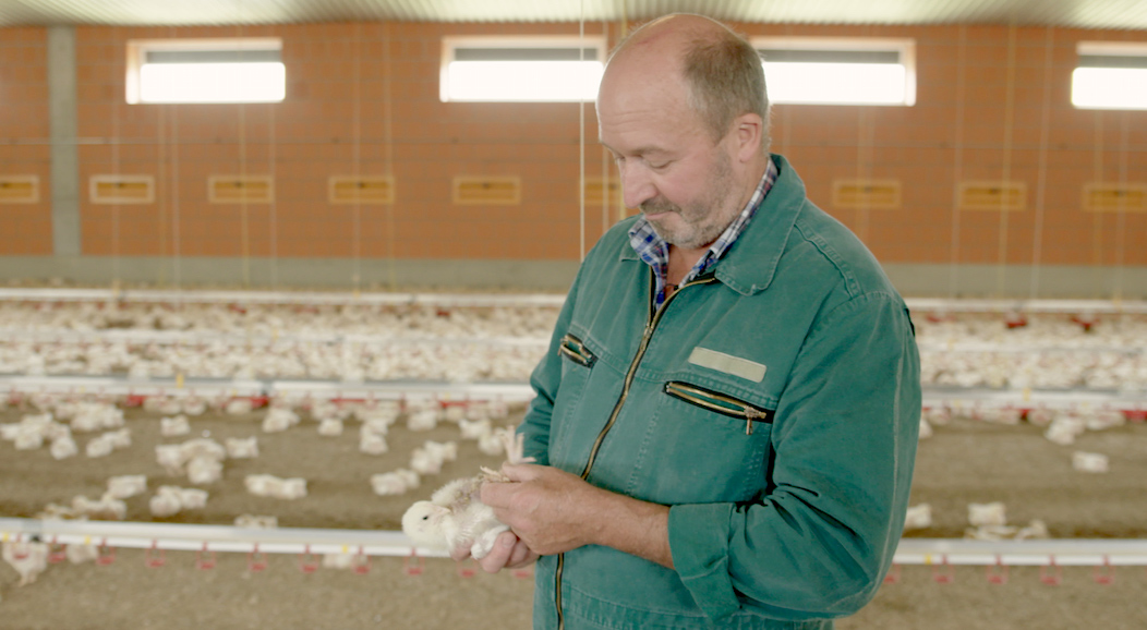 Der Hähnchenhalter Diedrich Dammann untersucht die Fußballen eines jungen Hähnchens in seinem Stall