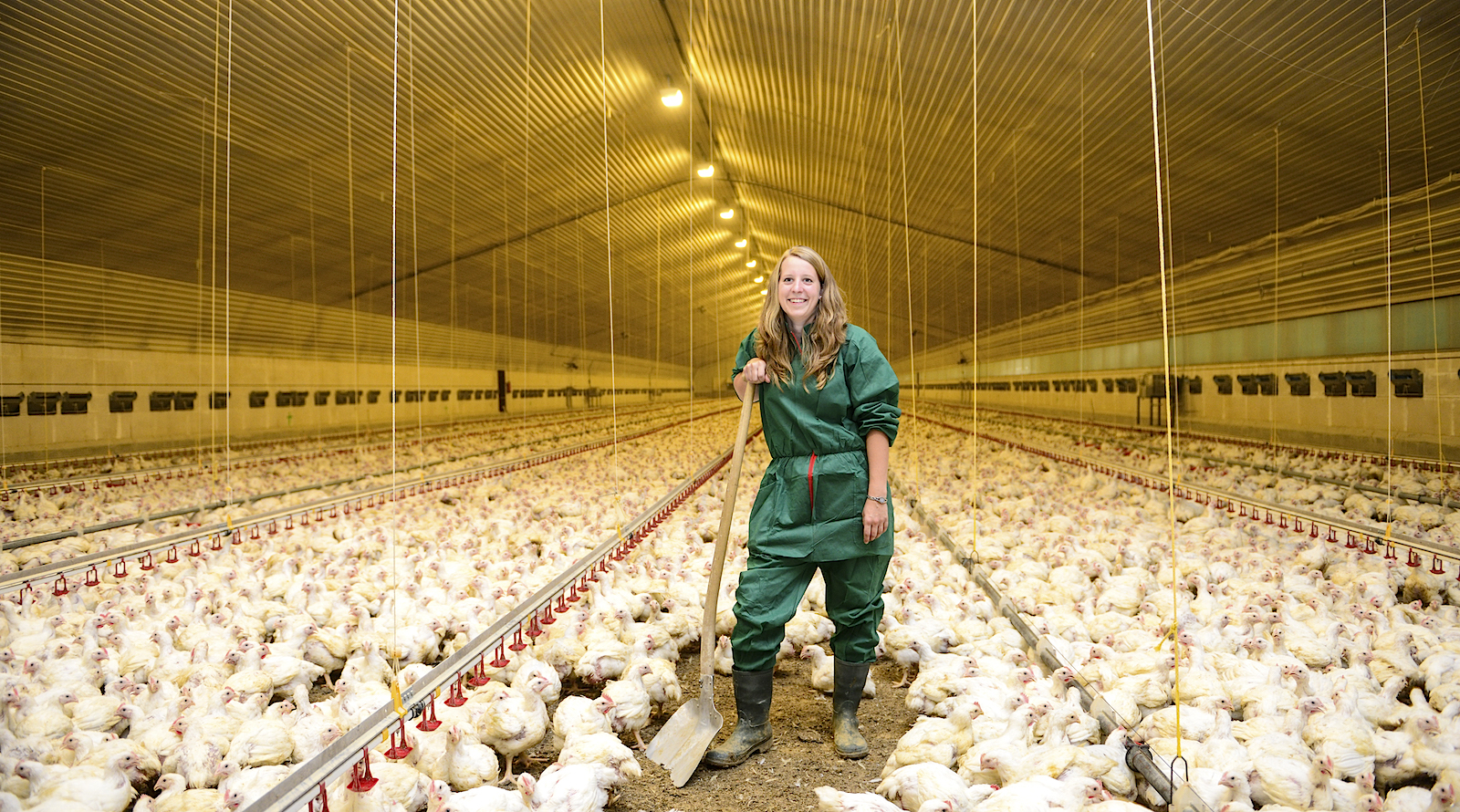 Hähnchenhalterin Ramona Harkers steht auf seinen Sparten gestützt im grünen Schutzanzug in ihrem Stall mit Hähnchen.